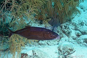 Caranx ruber-Bonaire Keepsake-8m-20180221-Denis-ADER-DSC_7271_tn